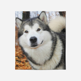 Fleecová deka - Alaskan Malamute Smile