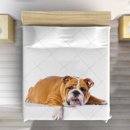 Luxusní přehoz na postel pejsci - British Bulldog