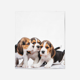 Luxusní deka - Baby Beagle