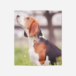 Luxusní deka 3D - Beagle in the Wood