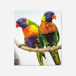Deka - Colorful Parrots