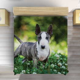 Luxusní přehoz na postel - Bull Terier
