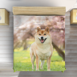 Přehoz na postel - Shiba Inu