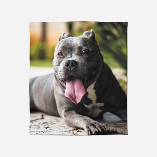 Teplá deka - Pitbull
