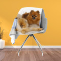 Kvalitni deka - Pomeranian Babies
