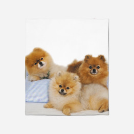 Kvalitni deka - Pomeranian Babies