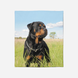 Kvalitni deka - Rottweiler