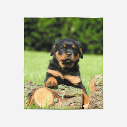 Deka - Rottweiler Baby