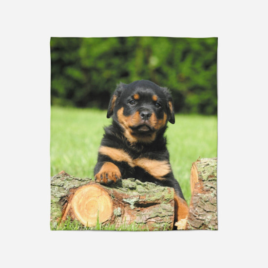 Deka - Rottweiler Baby