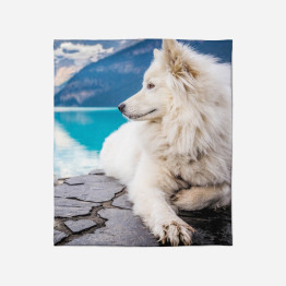 Deka - Samoyed