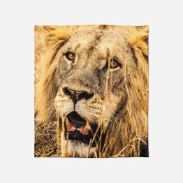 Hebká deka - Lion