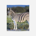 Fleecová deka - Zebra