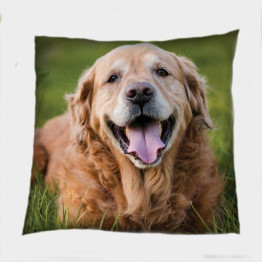 Polštář dekorační - Golden Retriever
