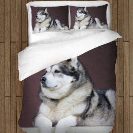 Kvalitex povlečení - Alaskan Malamute